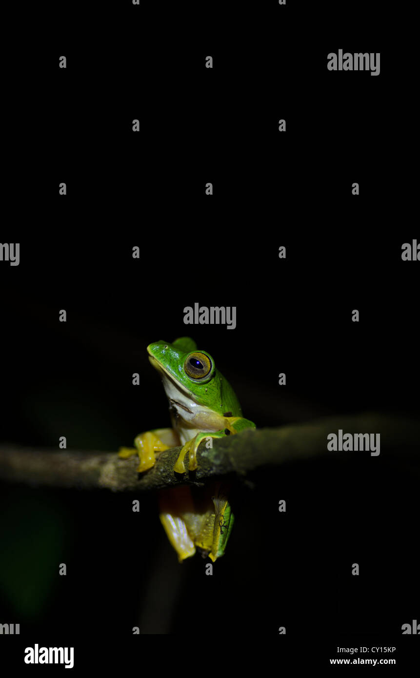 Rhacophorus malabaricus (una raganella endemica in India) in Anaimalai Riserva della Tigre Foto Stock