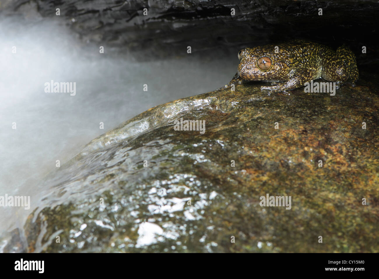 Slow shutter immagine di una rana rugoso nella fessura delle rocce in un flusso in Coorg, i Ghati Occidentali, India. Foto Stock