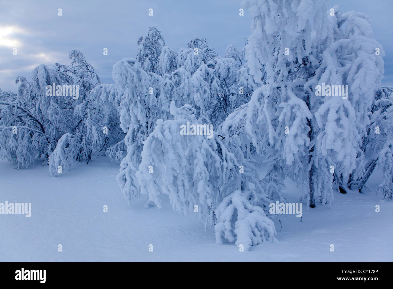 Il paesaggio del nord della Finlandia Foto Stock