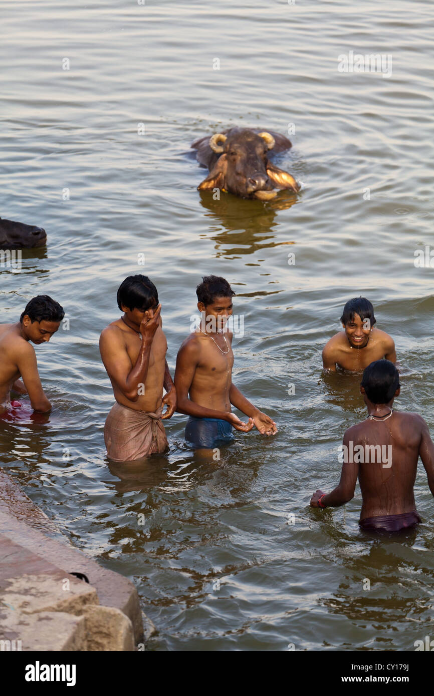 I giovani condividono un bagno con acqua bufale nel sacro Gange a Varanasi, India Foto Stock