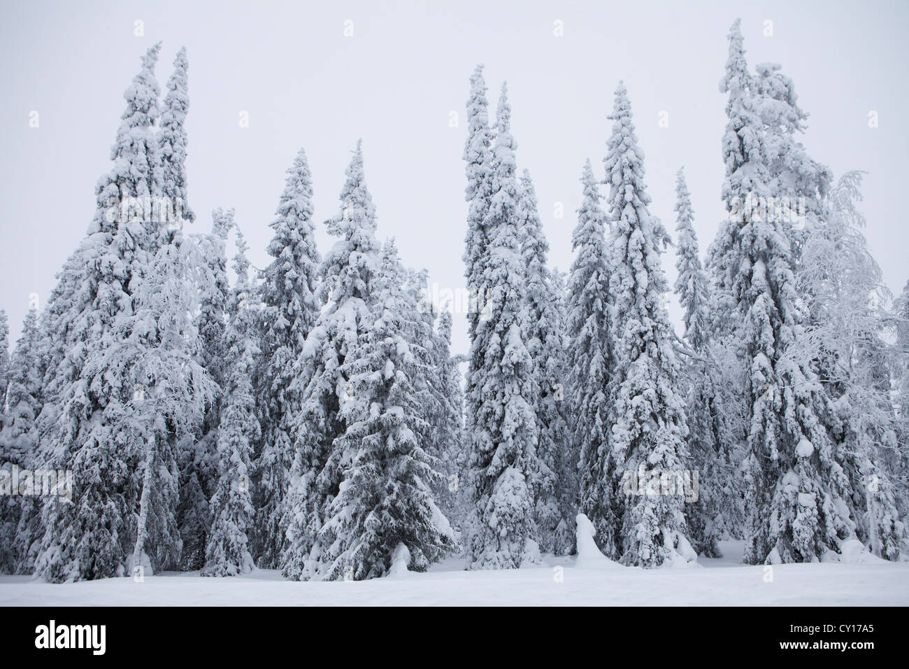 Il paesaggio del nord della Finlandia Foto Stock