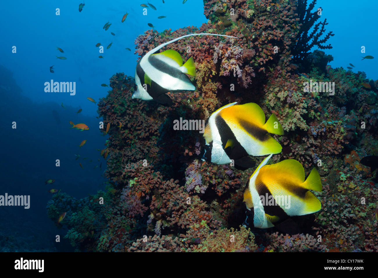 Bannerfishes sulla barriera corallina, Heniochus monceros, Heniochus acuminatus, North Male Atoll, Maldive Foto Stock