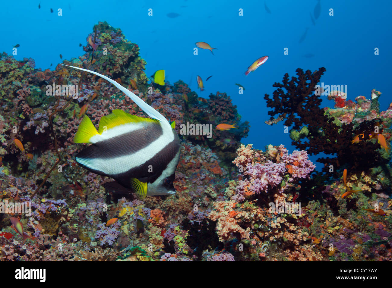Bannerfish sulla barriera corallina, Heniochus acuminatus, North Male Atoll, Maldive Foto Stock