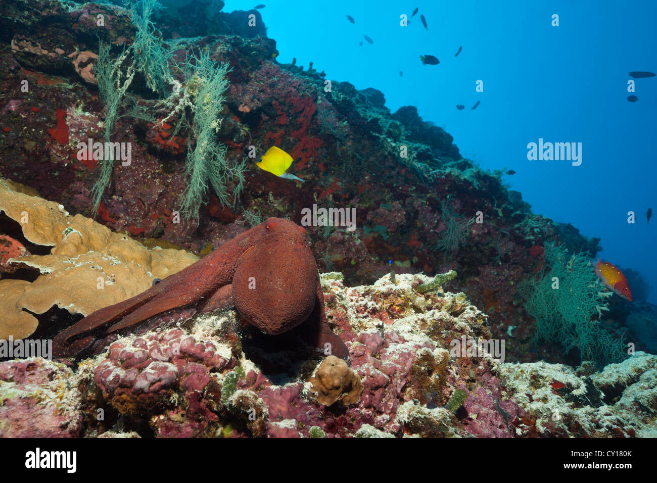 Il polpo in Coral Reef, Octopus vulgaris, Thaa Atoll, Maldive Foto Stock