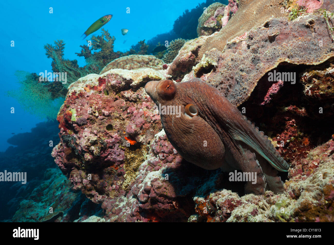 Il polpo in Coral Reef, Thaa Atoll, Maldive Foto Stock