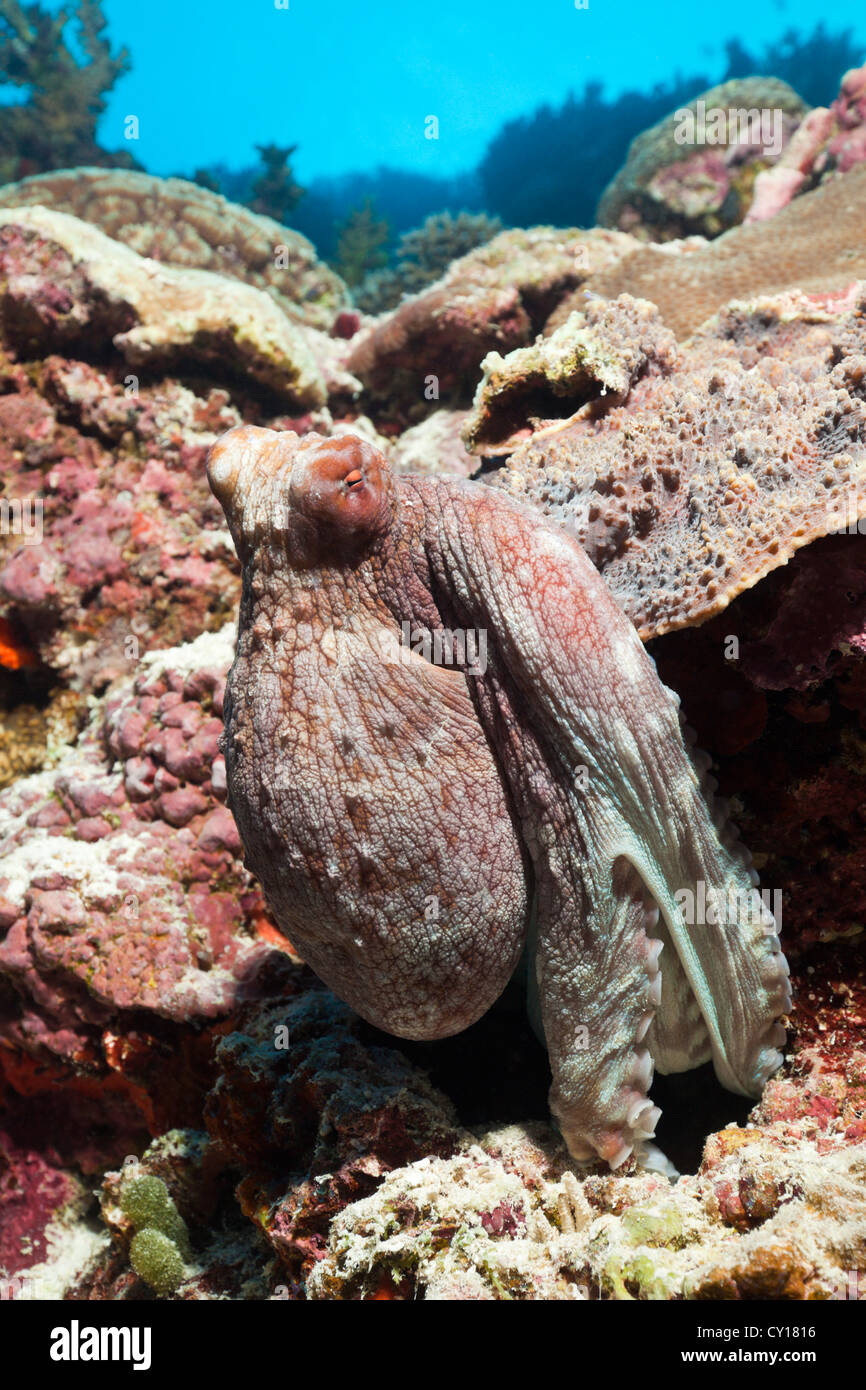 Octopus colori mutevoli, Thaa Atoll, Maldive Foto Stock