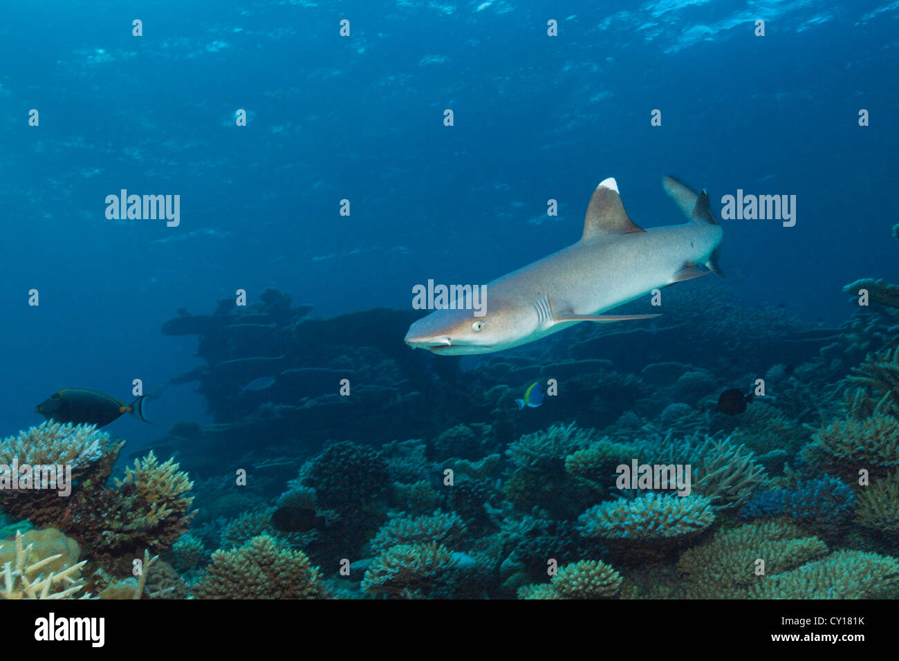 Whitetip Reef Shark, Triaenodon obesus, Thaa Atoll, Maldive Foto Stock