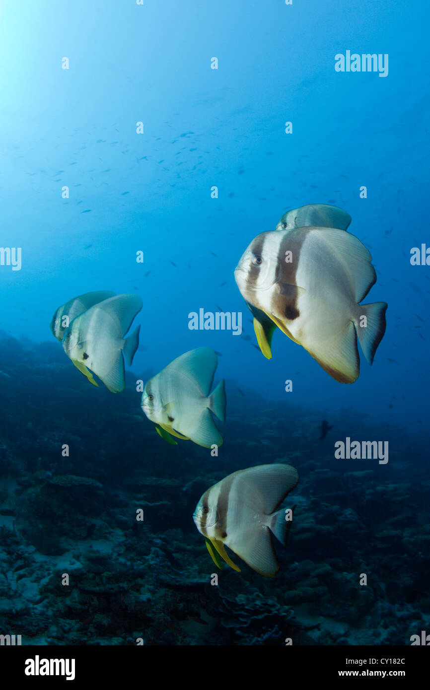 Secca di Longfin, Batfish Platax teira, North Male Atoll, Maldive Foto Stock