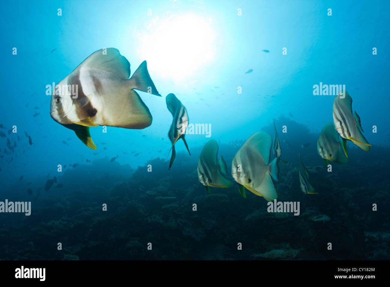 Secca di Longfin, Batfish Platax teira, North Male Atoll, Maldive Foto Stock