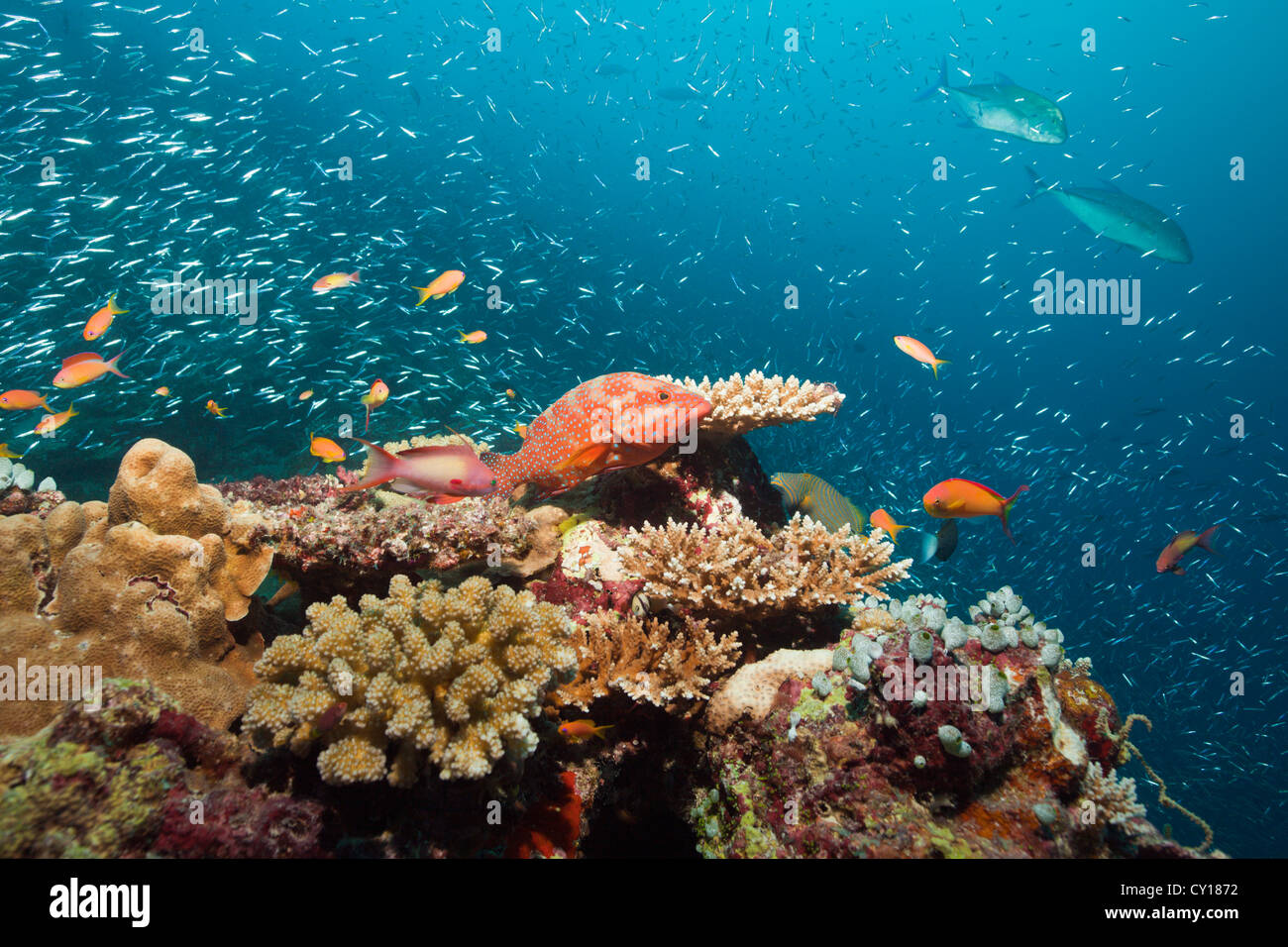 Coral il raggruppatore in Coral Reef, Cephalopholis miniata, Thaa Atoll, Maldive Foto Stock