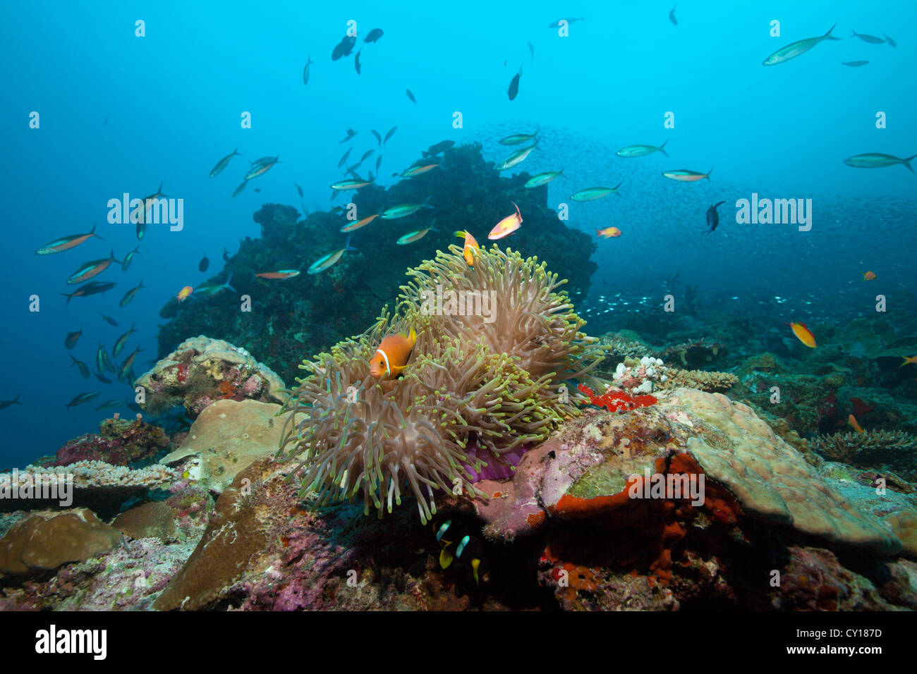 Maldive Anemonefish nel magnifico mare Anemone, Amphiprion nigripes, Thaa Atoll, Maldive Foto Stock