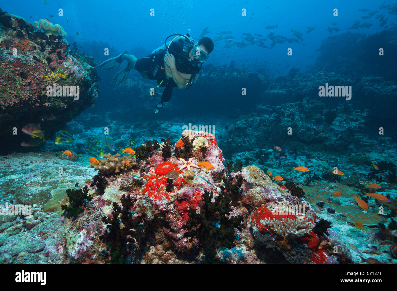 Scuba Diver sulla barriera corallina, Thaa Atoll, Maldive Foto Stock
