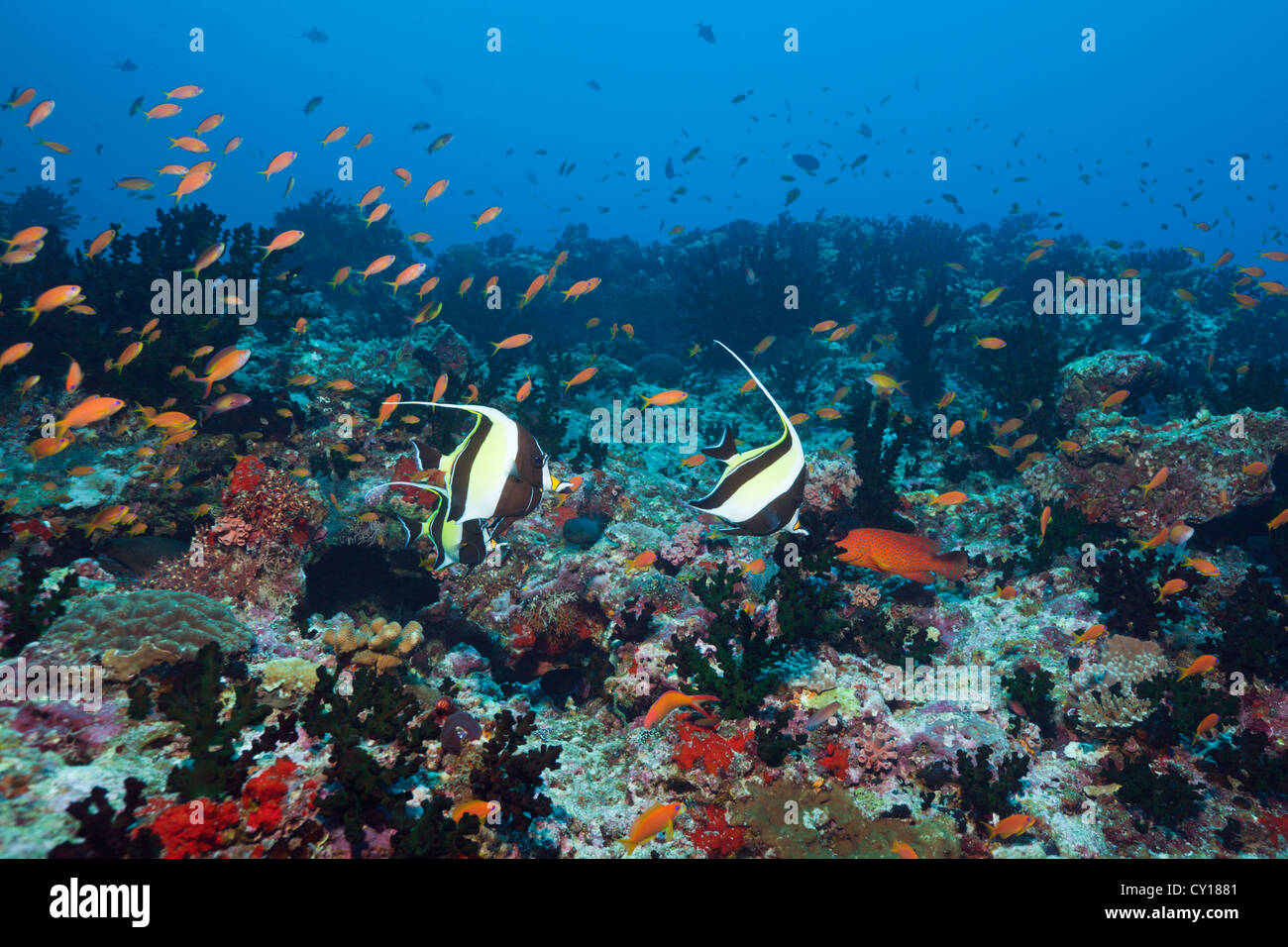 Bannerfishes sulla barriera corallina, Heniochus acuminatus, Thaa Atoll, Maldive Foto Stock