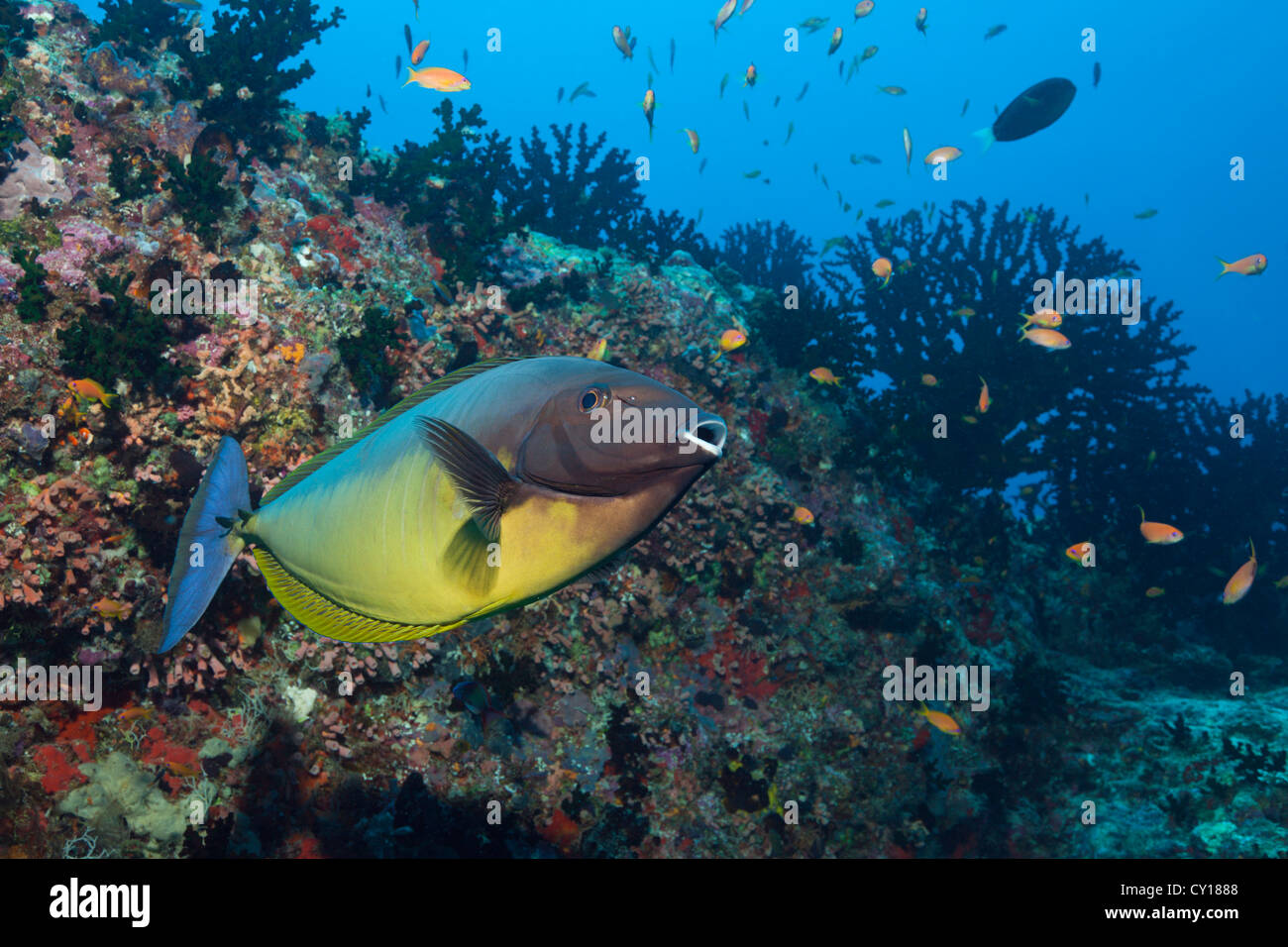 Elegante Unicornfish, Naso hexacanthus, Thaa Atoll, Maldive Foto Stock