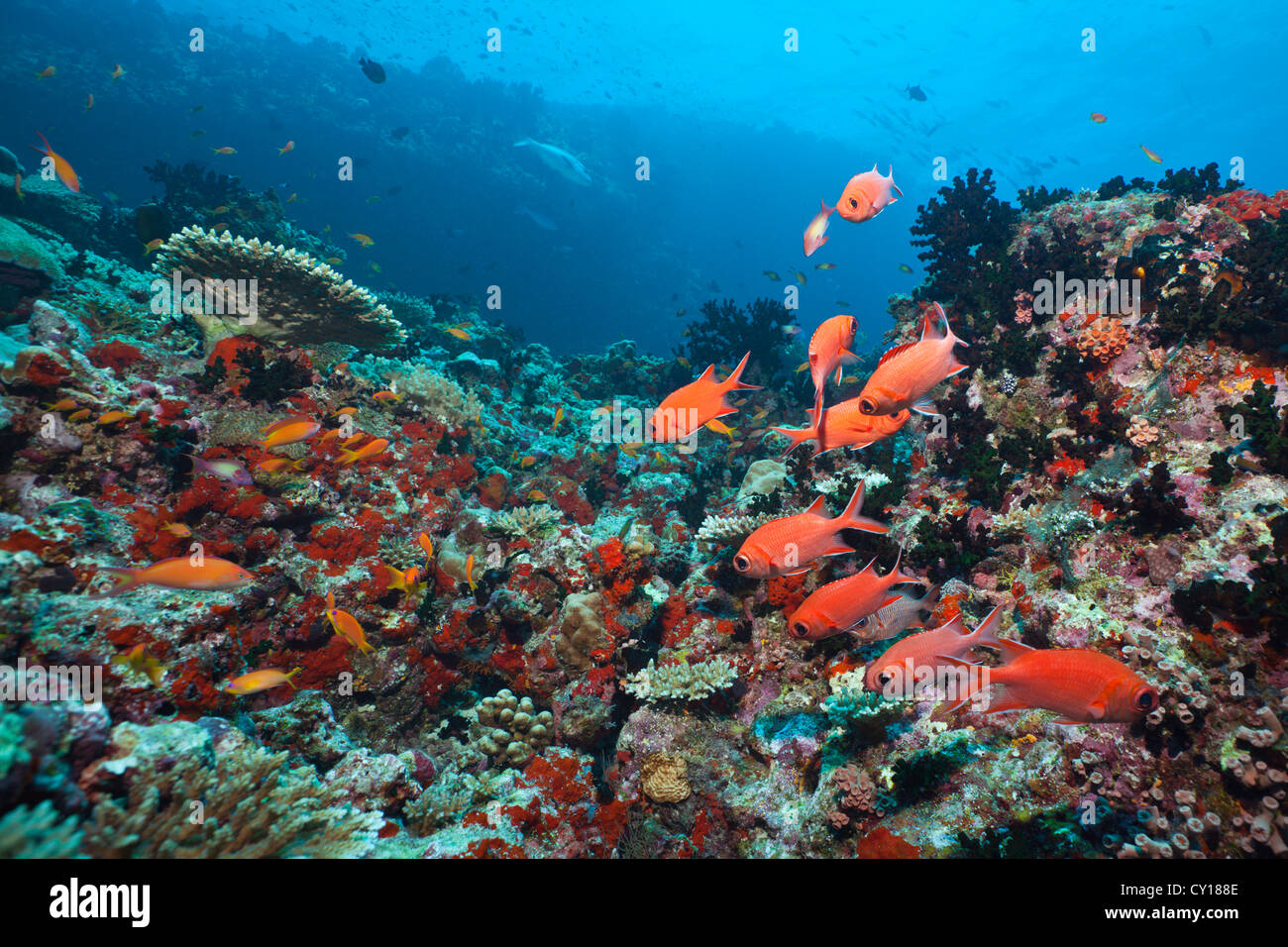 Soldierfishes in Coral Reef, Myripristes vittata, Thaa Atoll, Maldive Foto Stock