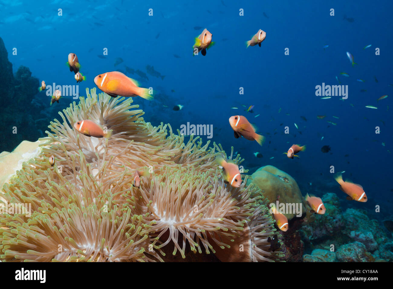 Maldive, Anemonefish Amphiprion nigripes, Felidhu Atoll, Maldive Foto Stock