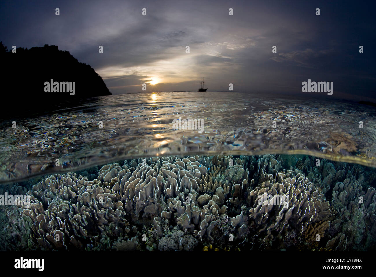 Coralli Blu al tramonto, Heliopora coerulea Misool, Papua occidentale, in Indonesia Foto Stock