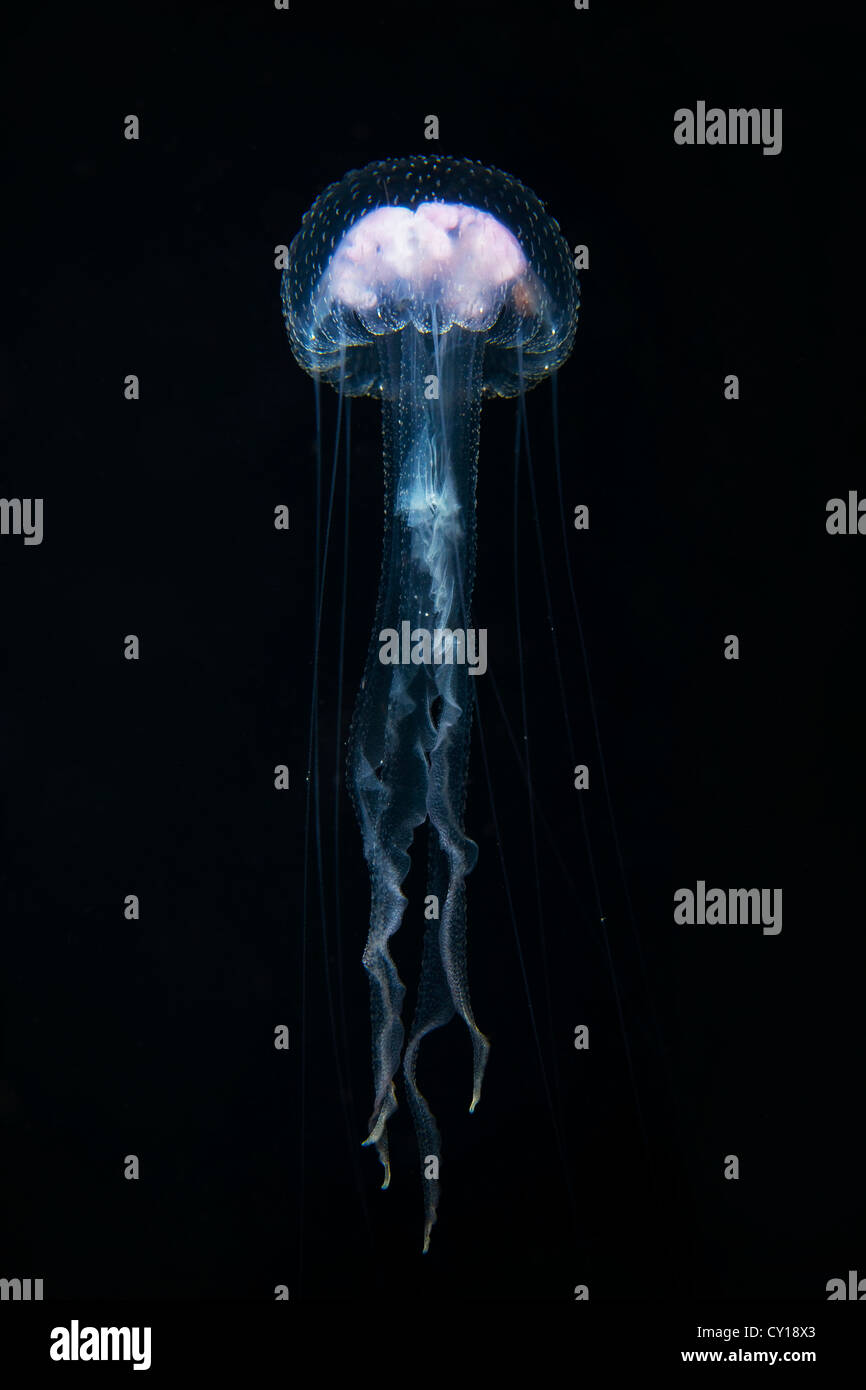 Medusa luminescente, Pelagia noctiluca, Misool, Papua occidentale, in Indonesia Foto Stock