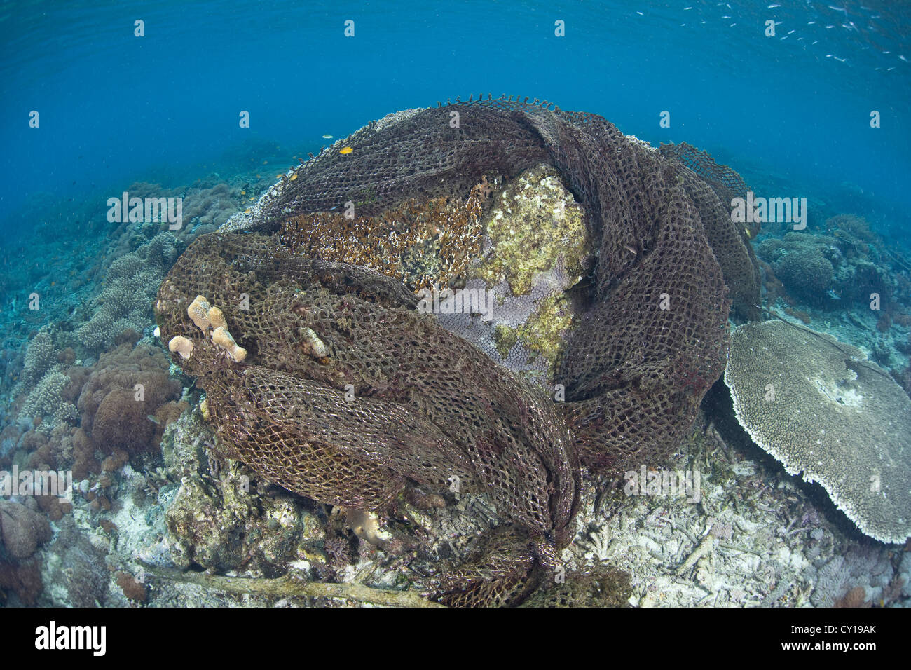 Scartata la pesca Net uccidendo coralli, Raja Ampat, Papua occidentale, in Indonesia Foto Stock