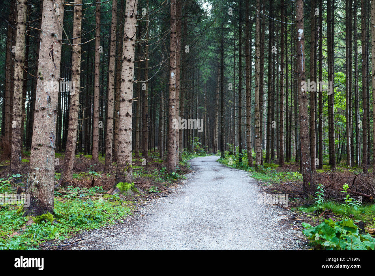 Vecchia foresta di conifere nelle Alpi Foto Stock