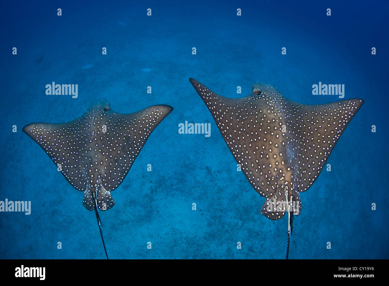 Coppia di Spotted Eagle raggi, Aetobatus narinari, Cocos Island, Oceano Pacifico, Costa Rica Foto Stock