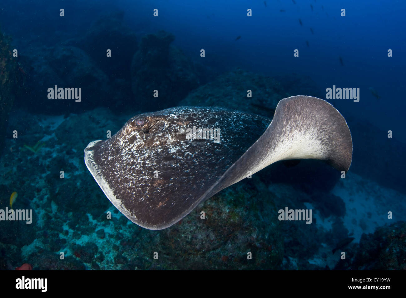 Stingray in marmo, Taeniura meyeni, Cocos Island, Oceano Pacifico, Costa Rica Foto Stock