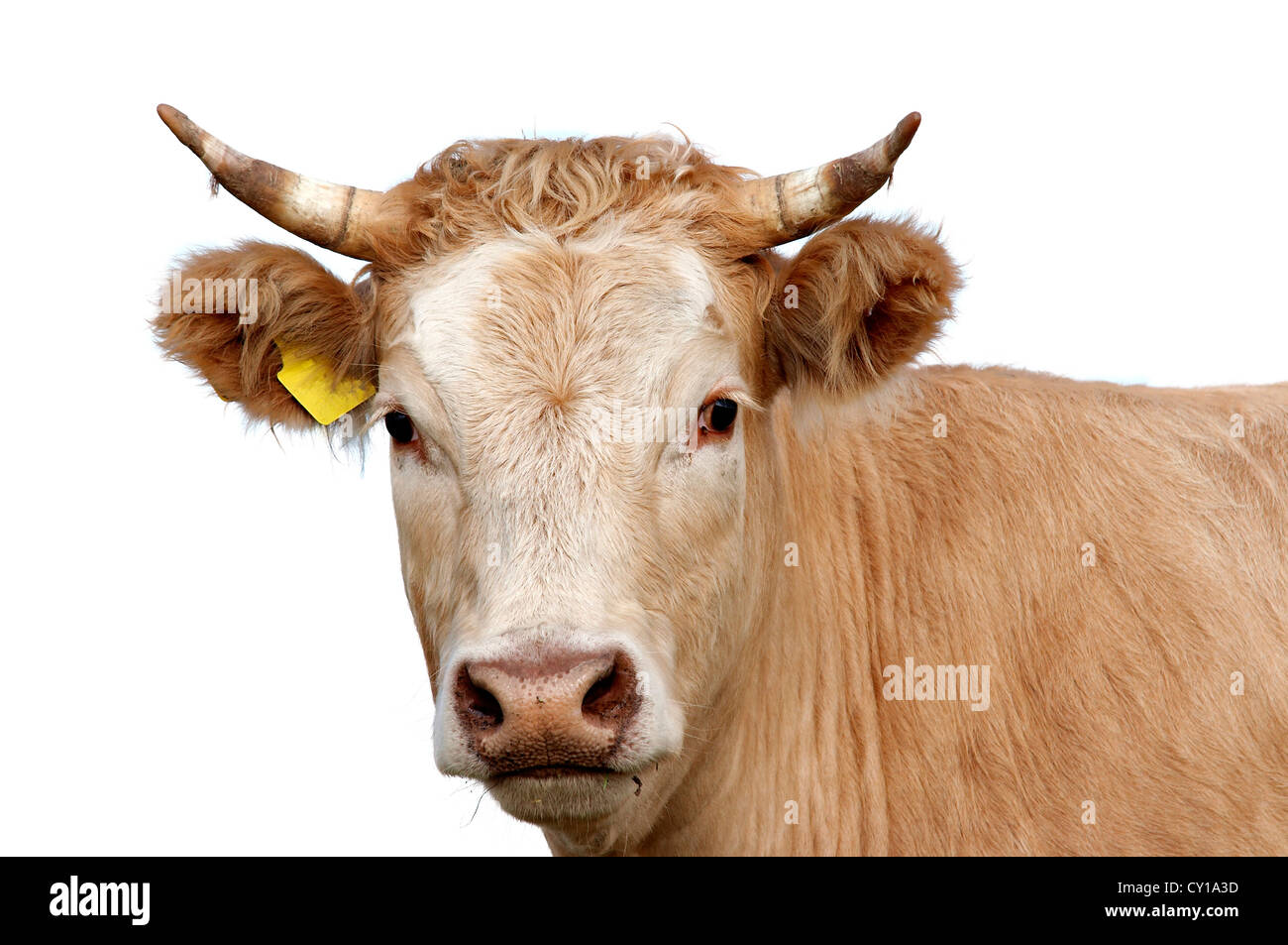 Testa di vacca - animali di fattoria Foto Stock
