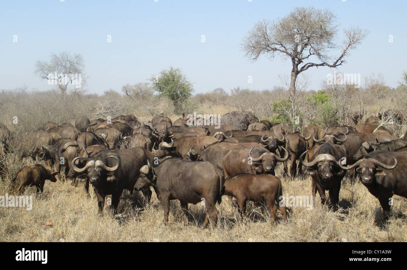 AFRICAN BUFFALO (Syncerus caffer) nel Parco Nazionale di Kruger, Sud Africa. Foto Tony Gale Foto Stock