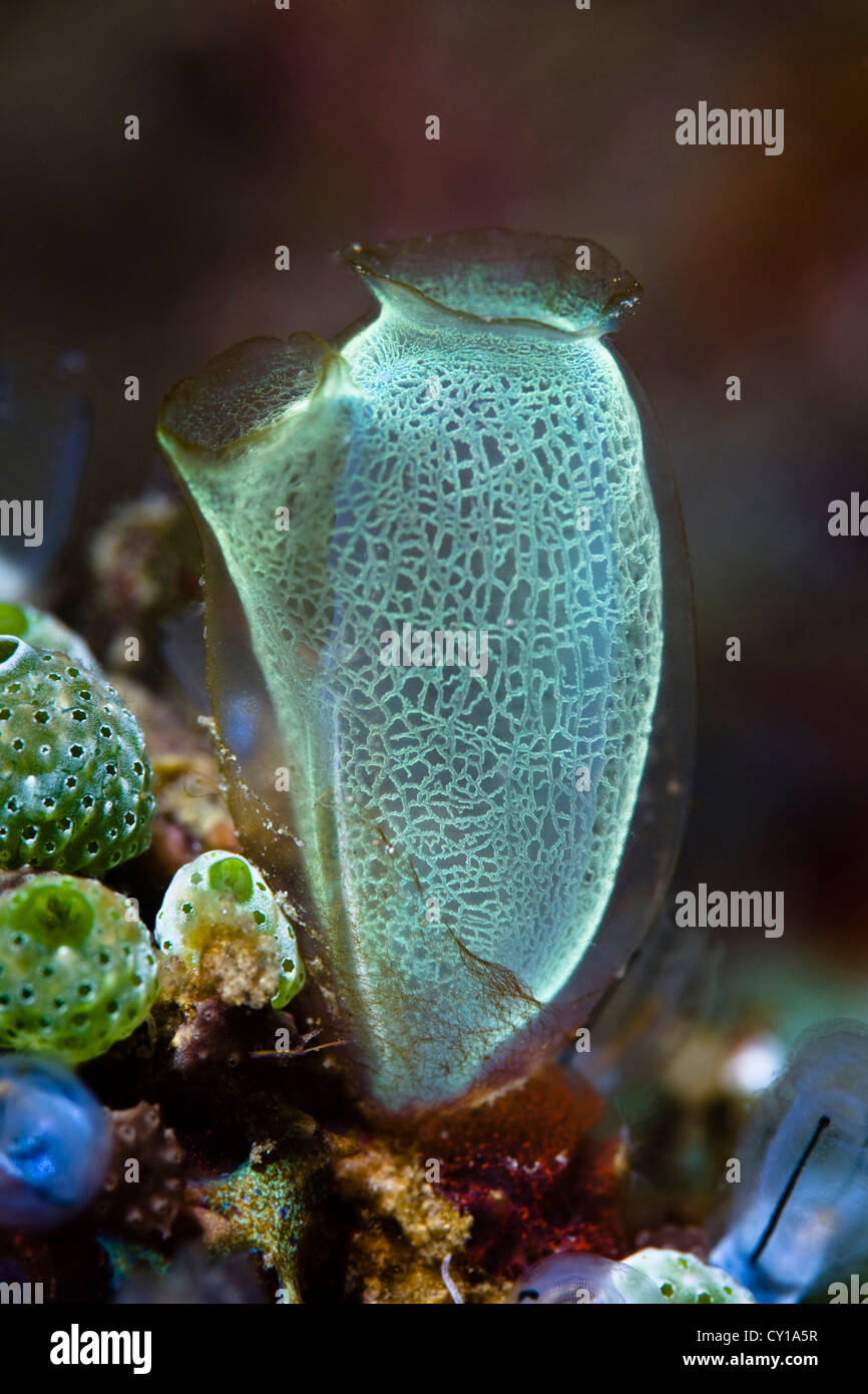Verde mare Club Squirt, Rhopalaea morph, Lembeh strait, Sulawesi, Indonesia Foto Stock