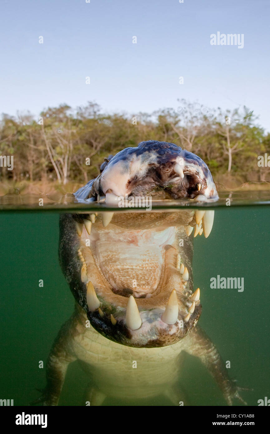Caimano Spectacled, crocodilus caimano, Rio Baia Bonita, Bonito, Mato Grosso do Sul, Brasile Foto Stock