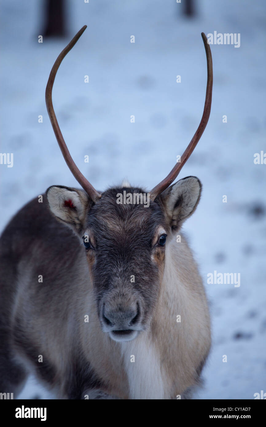 Le renne nella Finlandia settentrionale Foto Stock