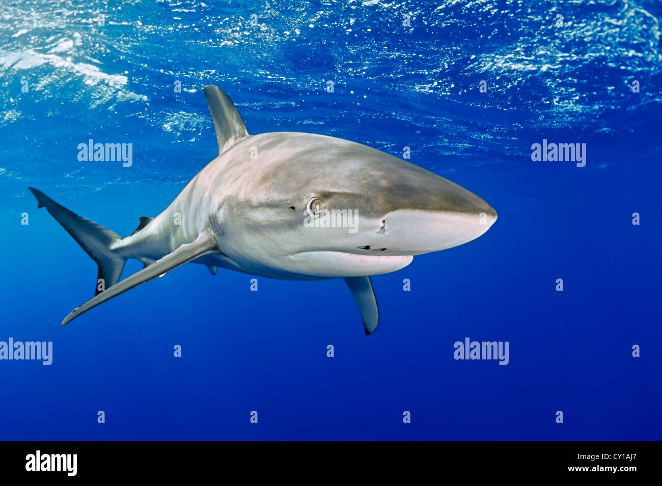 Le Galapagos Shark Carcharhinus galapagensis, Oahu, Hawaii, STATI UNITI D'AMERICA Foto Stock