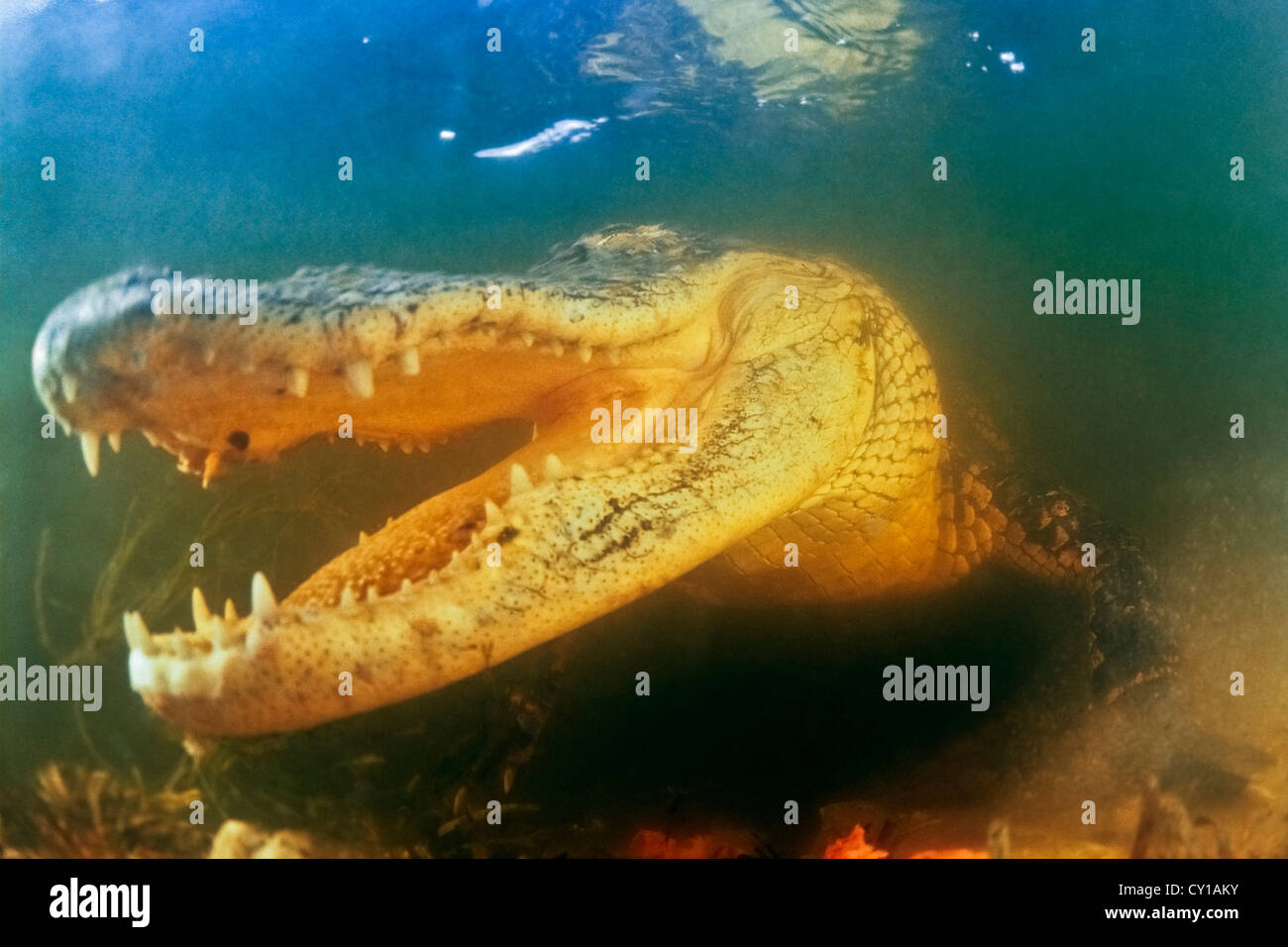 American Alligator Alligator mississippiensis, Everglades National Park, Florida, Stati Uniti d'America Foto Stock