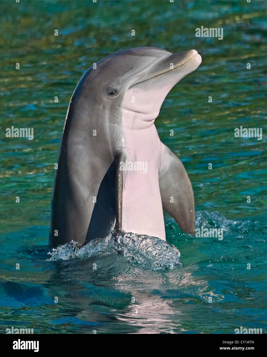 Il tursiope o delfino maggiore, Tursiops truncatus, Big Island, Hawaii, STATI UNITI D'AMERICA Foto Stock