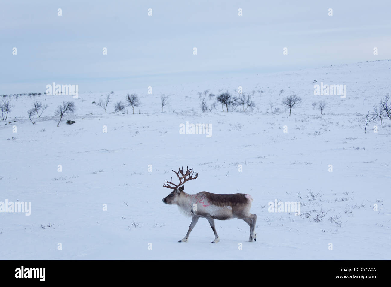 Le renne nella Finlandia settentrionale Foto Stock