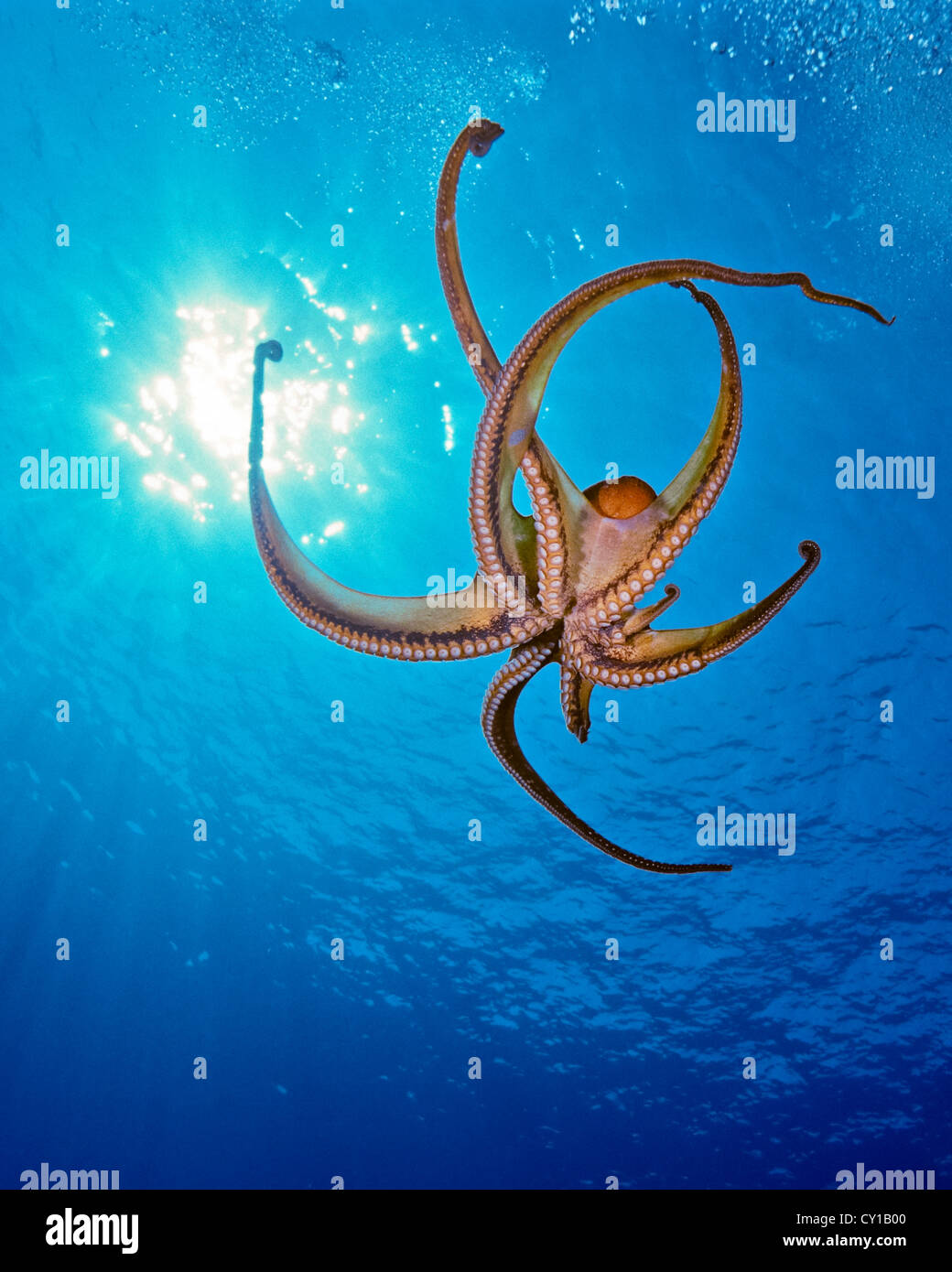 Giorno di polpo, Octopus cyanea, Big Island, Hawaii, STATI UNITI D'AMERICA Foto Stock
