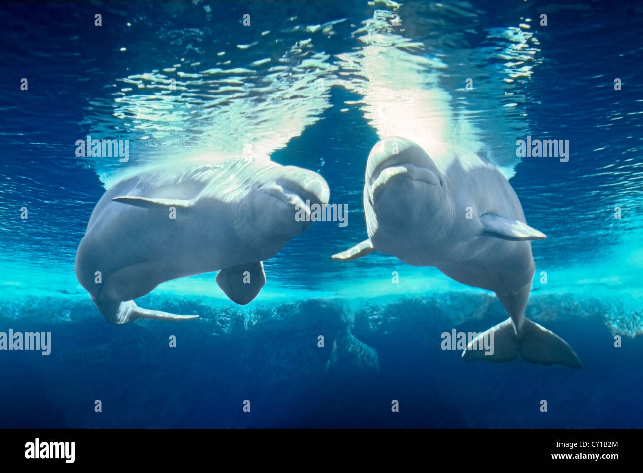 Il Beluga White Whale, Delphinapterus leucas, cattività, STATI UNITI D'AMERICA Foto Stock