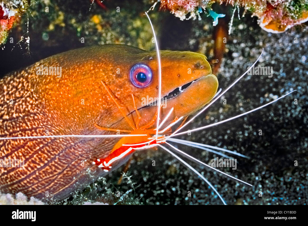 Ondulati moray eel puliti da Scarlet Cleaner gamberetti, Gymnothorax undulatus, Lysmata amboinensis, Big Island, Hawaii, STATI UNITI D'AMERICA Foto Stock