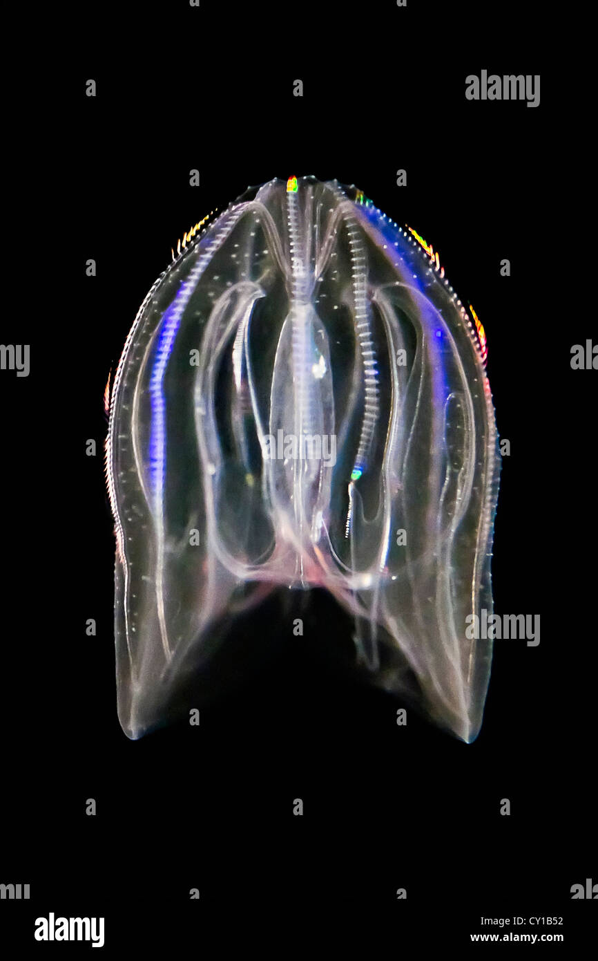 Bioluminescenti pettine presenta verrucosa meduse, Mnemiopsis leidyi, Hawaii, STATI UNITI D'AMERICA Foto Stock
