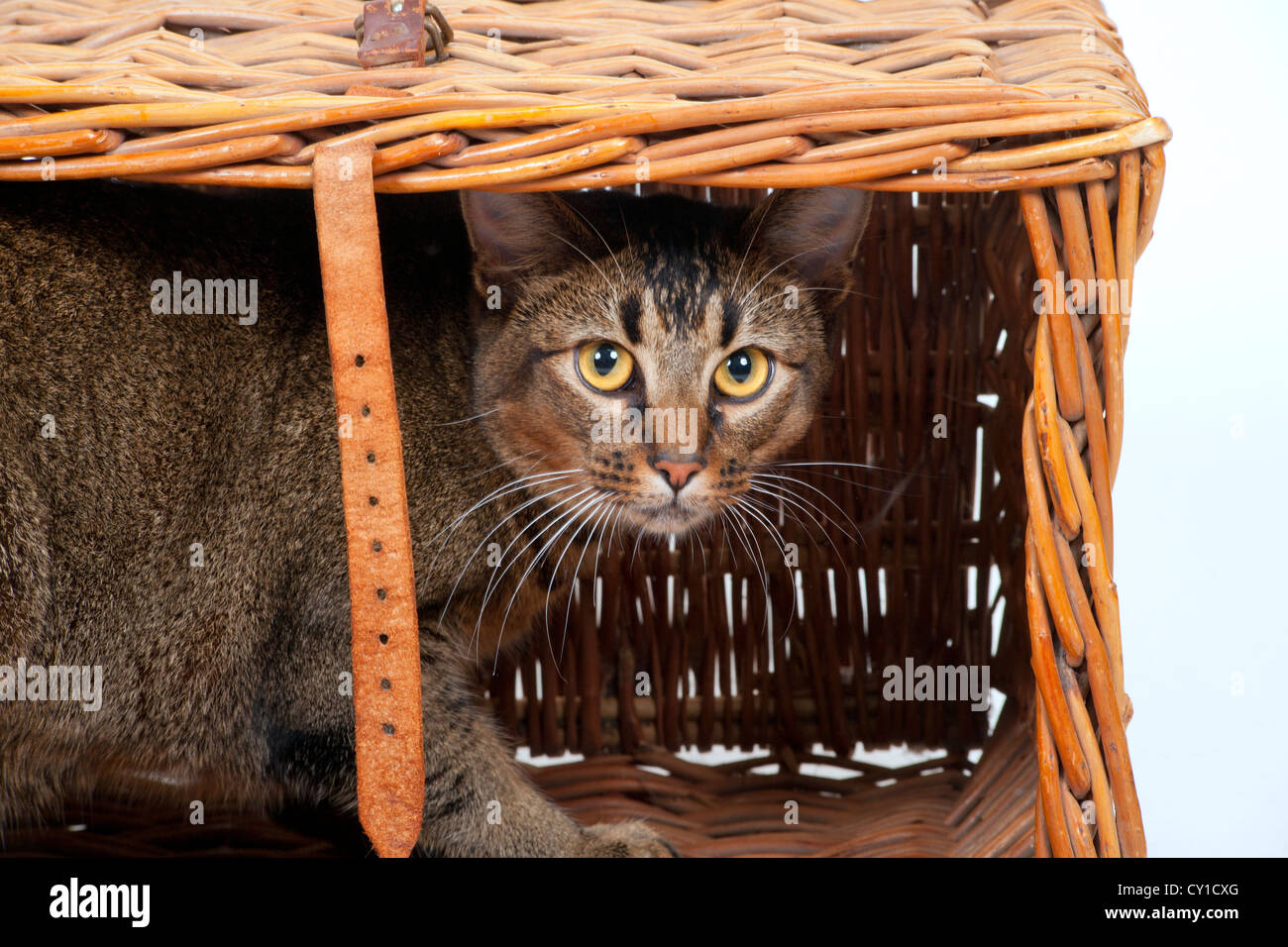 Parte carino abissino di giovane maschio cat riproduce in un vecchio cesto di vimini Foto Stock