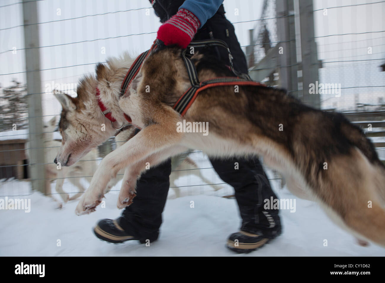 Cani Husky in Finlandia Foto Stock