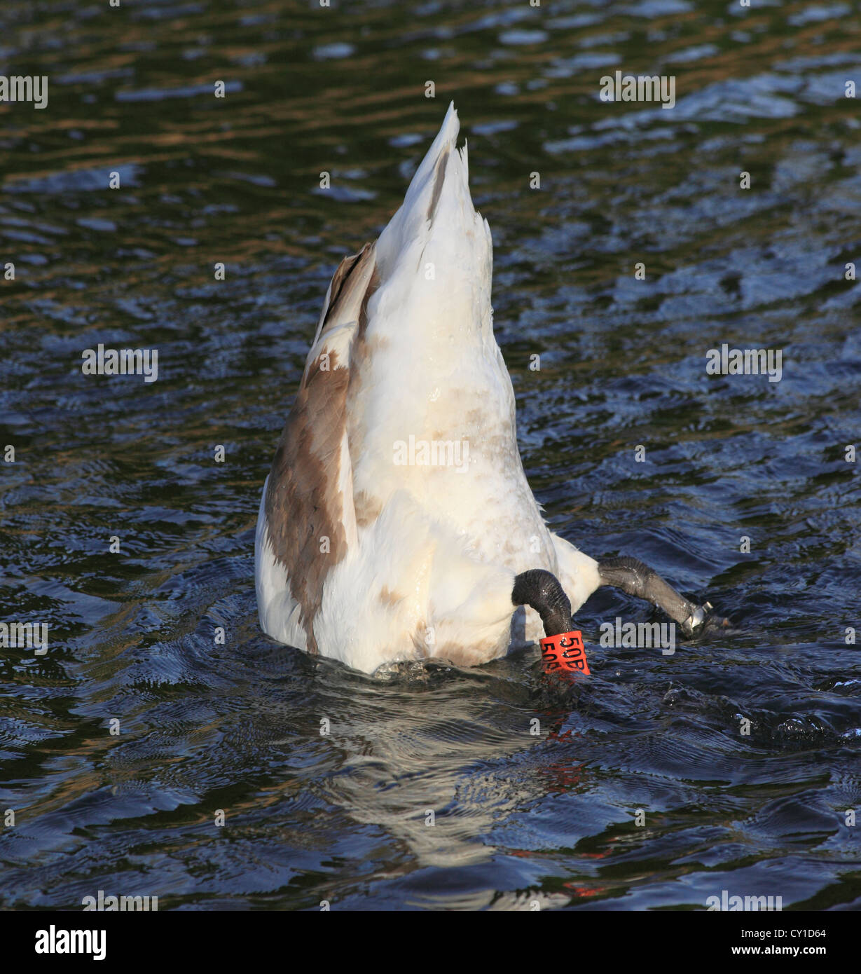 Un giovane Cigno (Cygnus olor) immersioni per il cibo nel fiume Severn, Worcestershire, Inghilterra, Europa Foto Stock