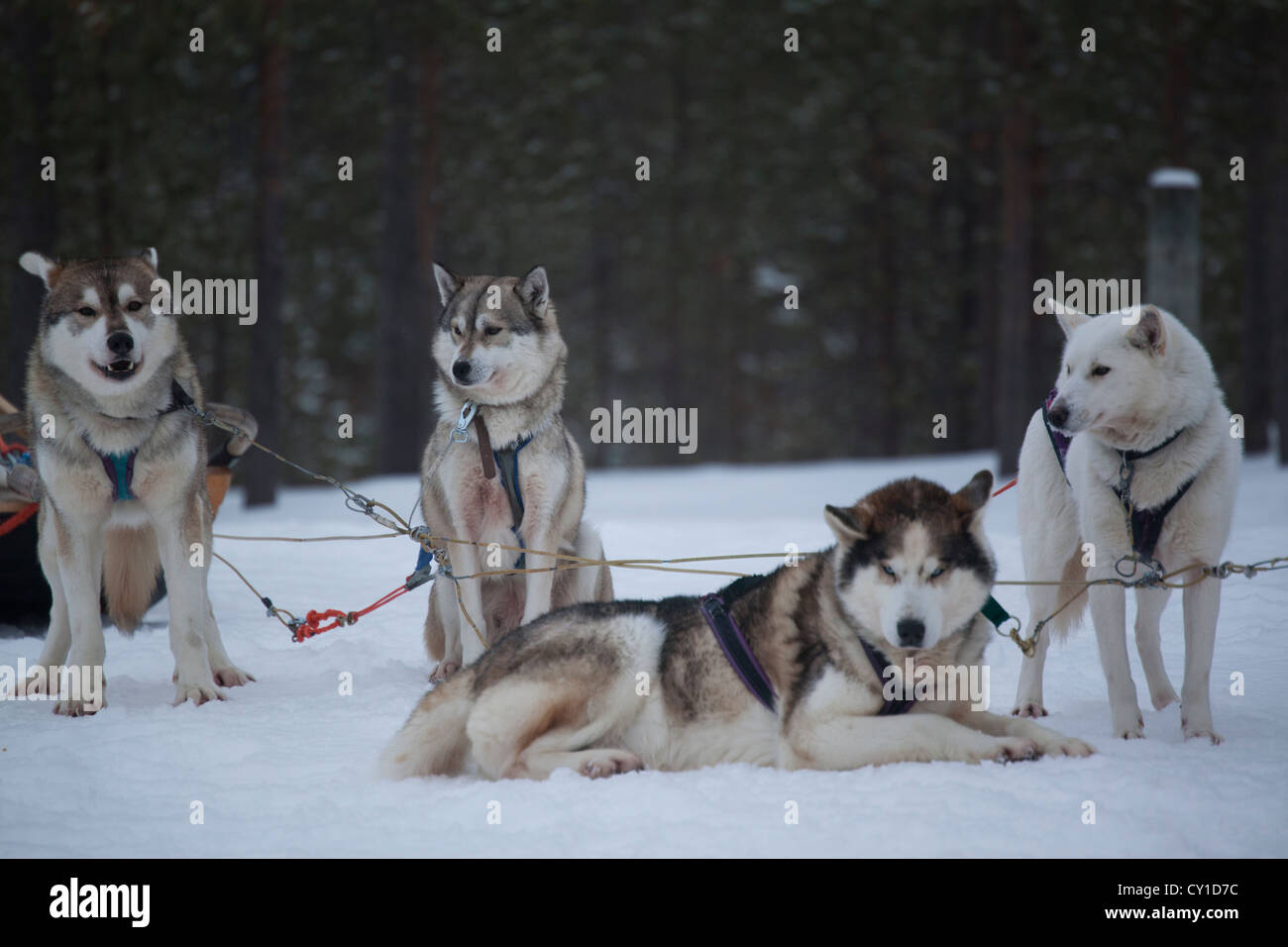 Cani Husky in Finlandia Foto Stock