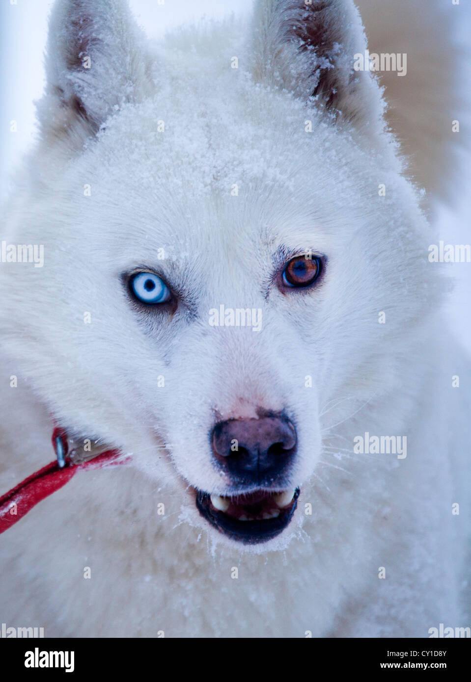 Cani Husky in Finlandia Foto Stock