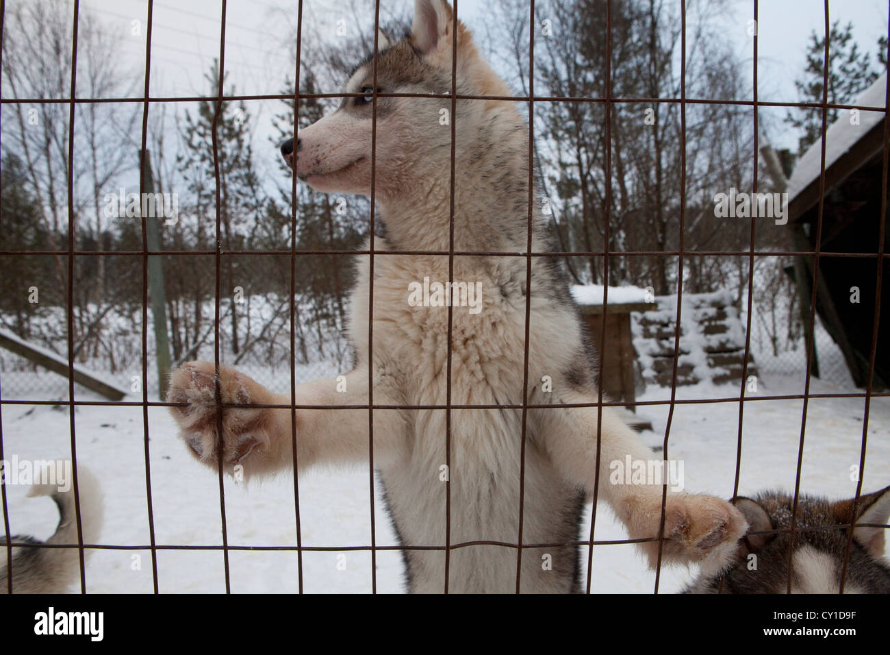 Cani Husky in Finlandia Foto Stock