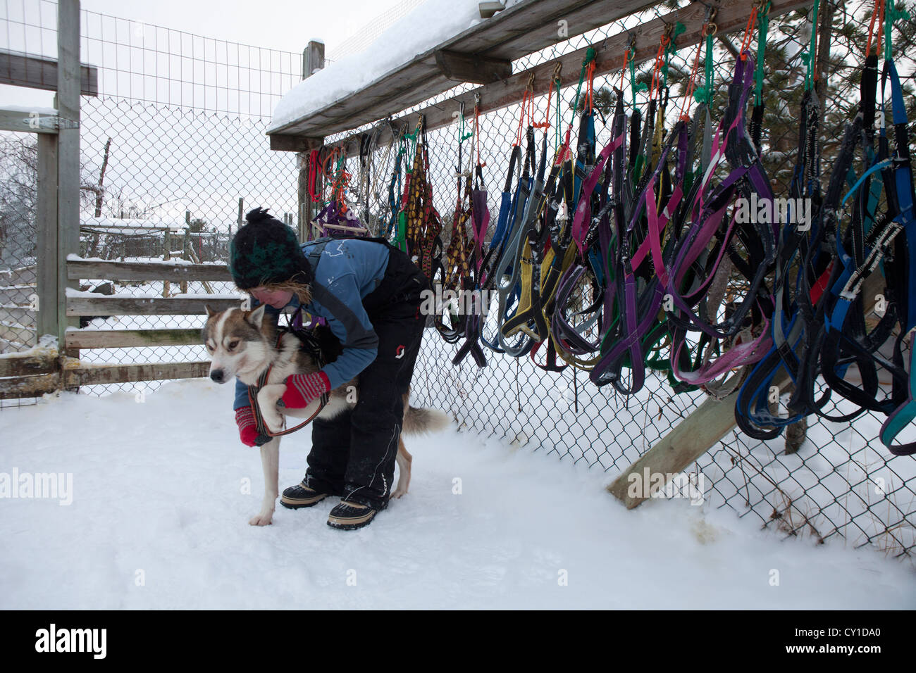 Cani Husky in Finlandia Foto Stock