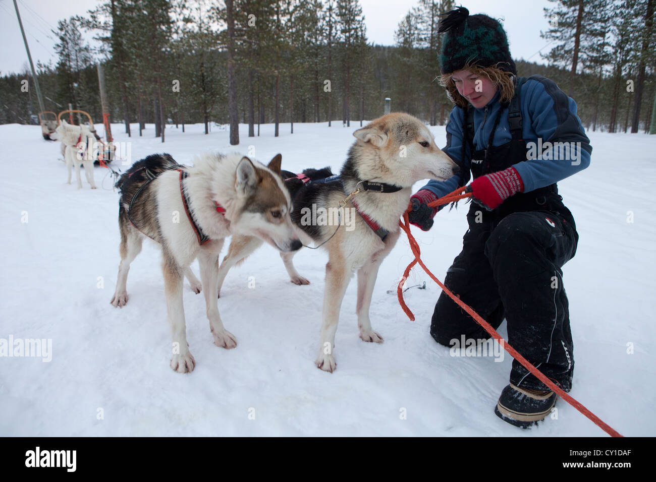 Cani Husky in Finlandia Foto Stock