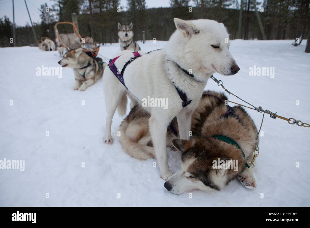 Cani Husky in Finlandia Foto Stock