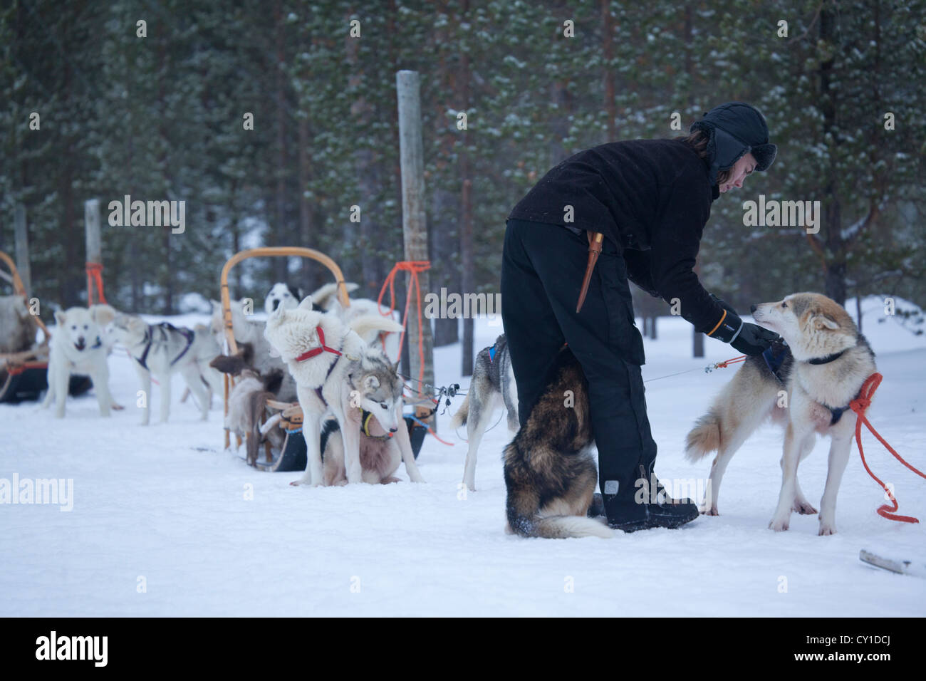 Cani Husky in Finlandia Foto Stock