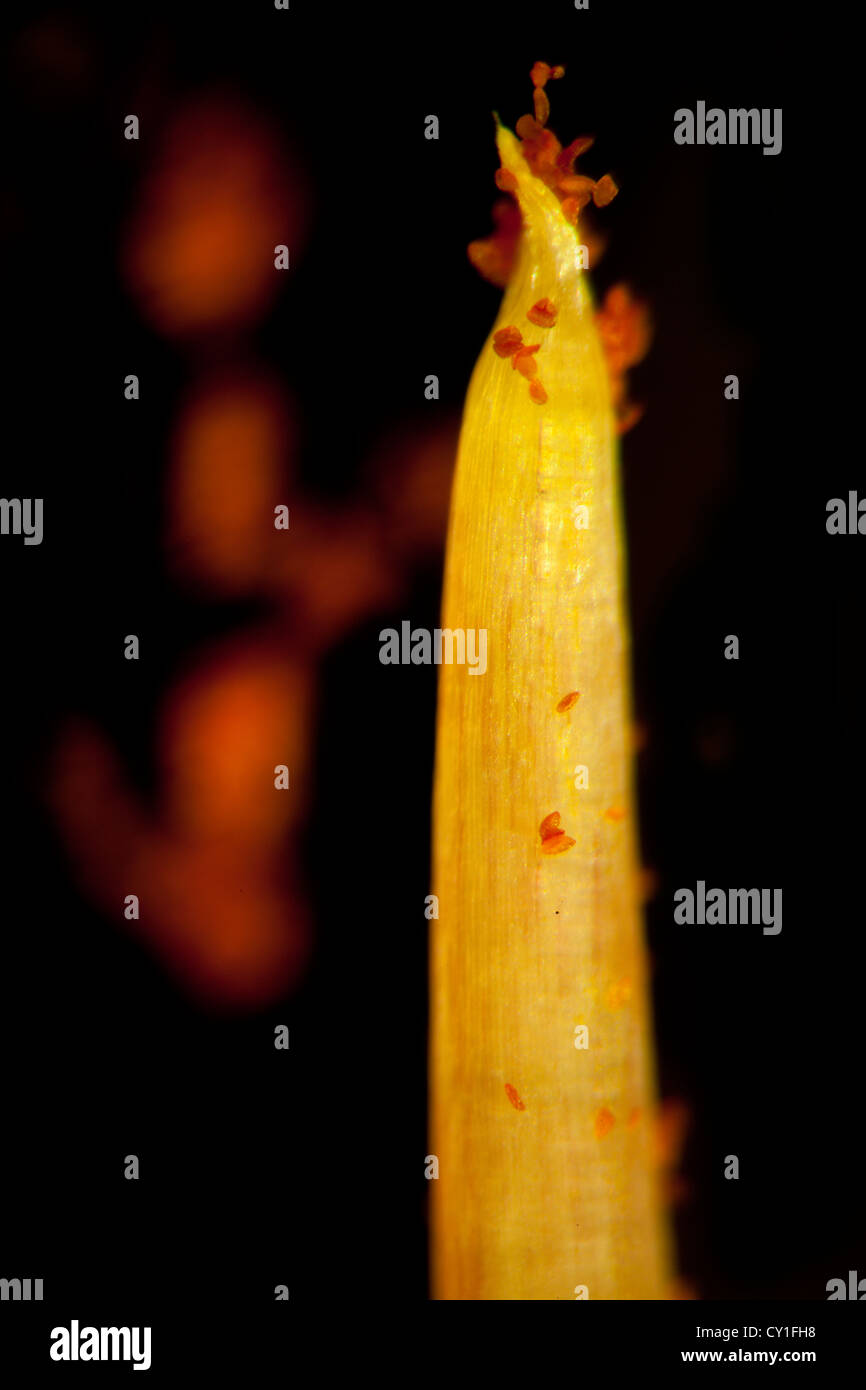 Microspore di sementi di piante di produzione Foto Stock